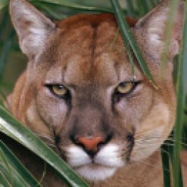 Florida Panther : Subspecies of Mountain Lion - Wildlife Ecologists study how Florida Panther population plays role in Ecosystem per se