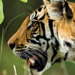 Image Courtesy: Panthera, Tiger Forever Program, New York